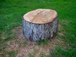Howard, WI Tree Removal Company